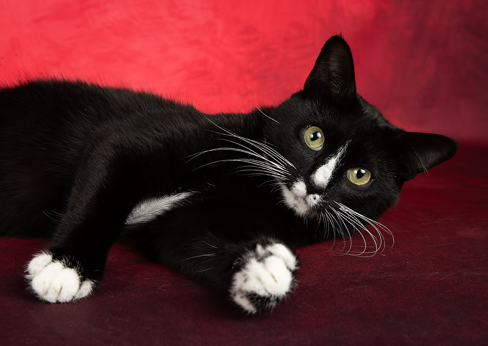 Black Kitten, Timka - Чёрный котенок