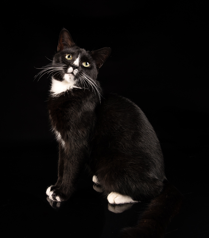 Black Kitten, Timka - Чёрный котенок