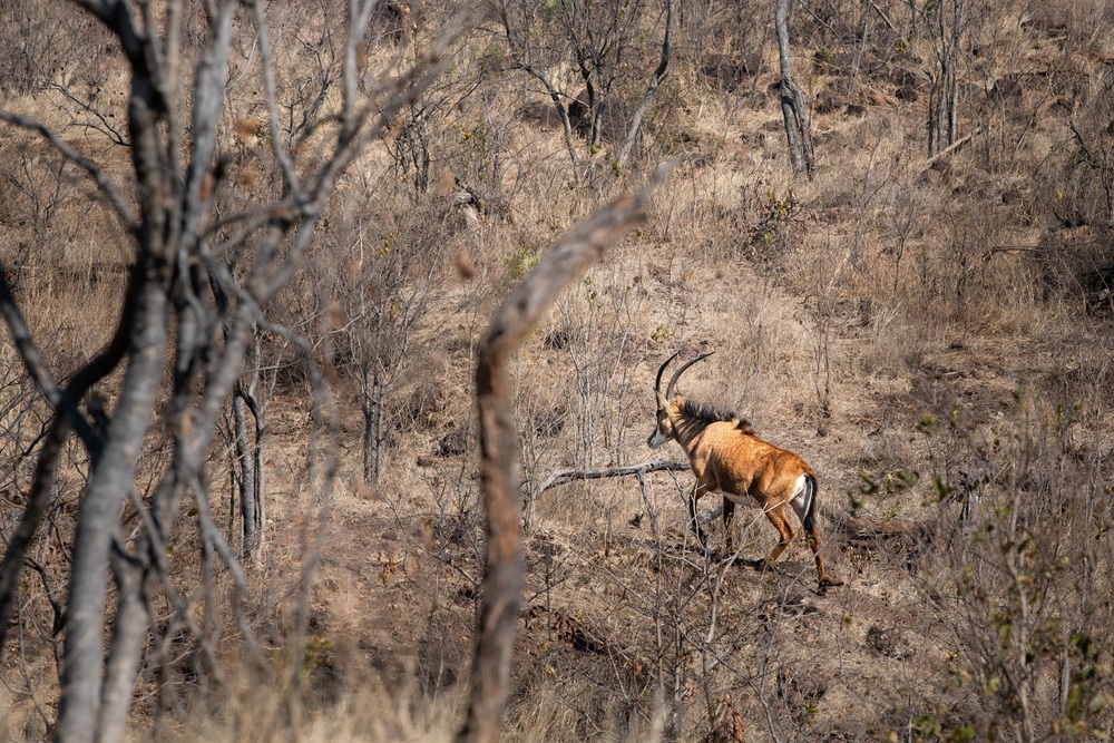 Mosi-Oa-Tunya walking safari.