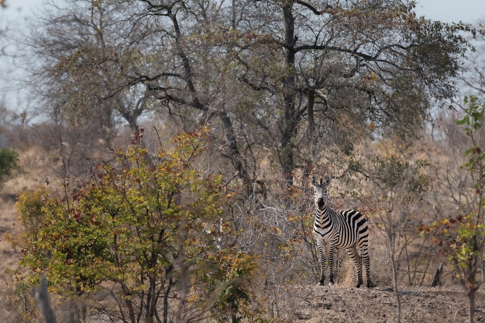 Mosi-Oa-Tunya walking safari.