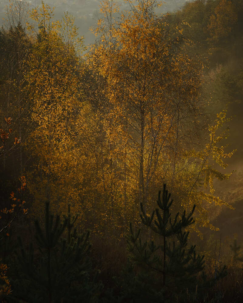 Photo 29959341
