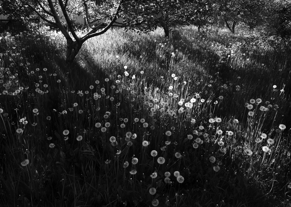 Photo 29959345