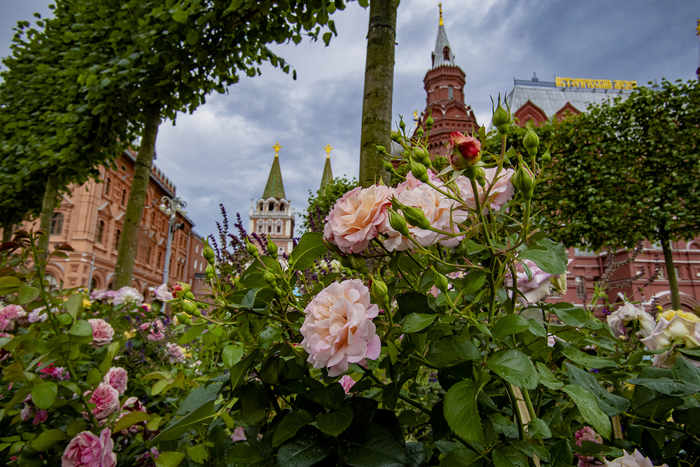 Розы и город