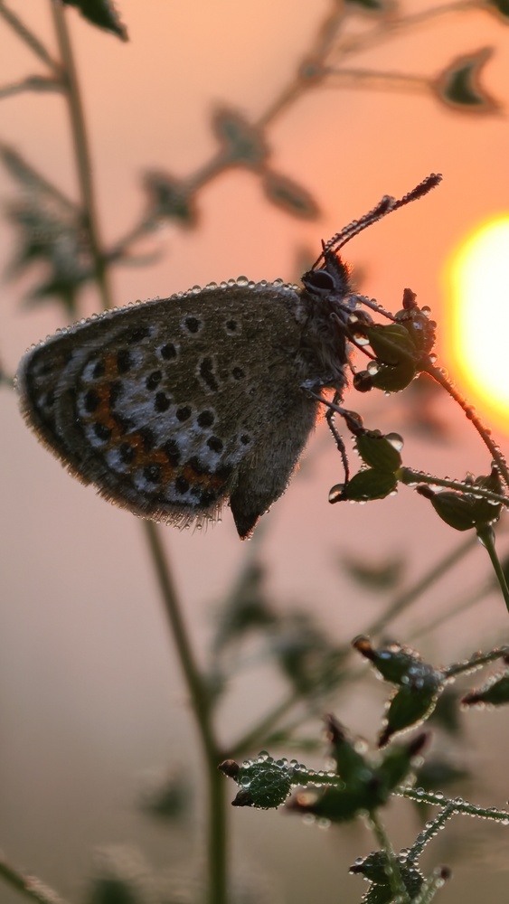 Photo 29959519