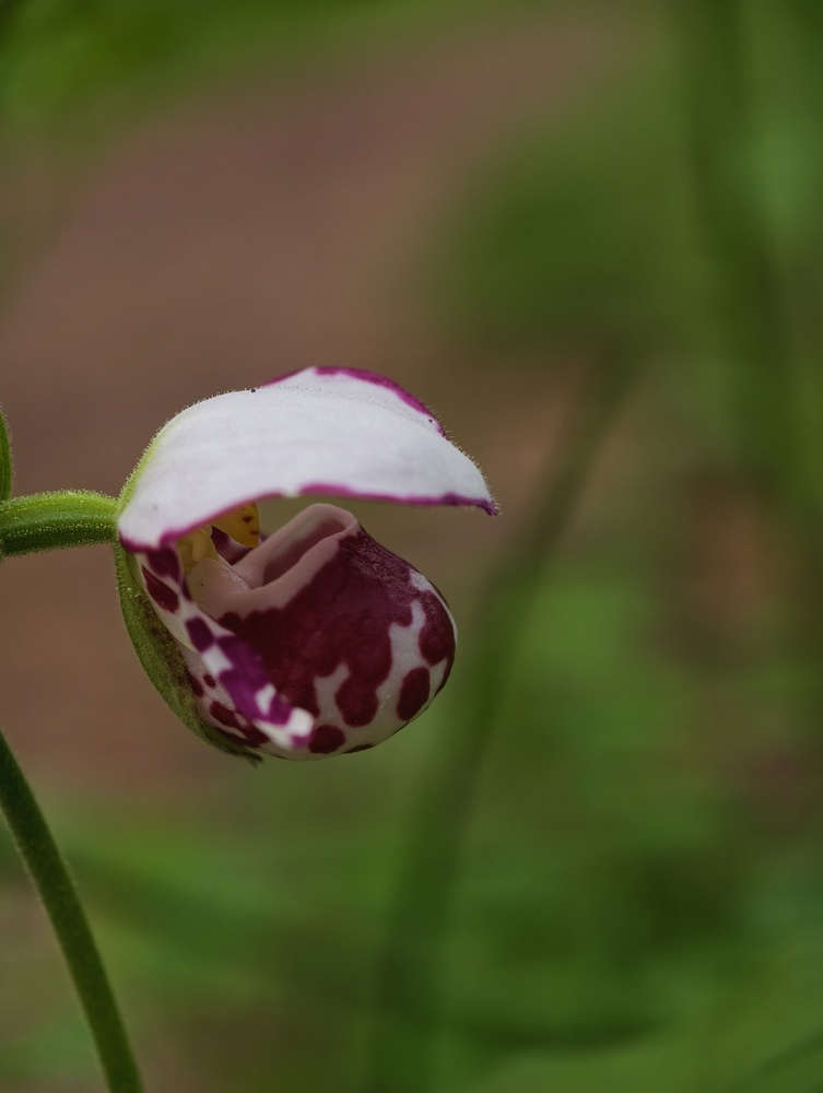 Photo 29959525