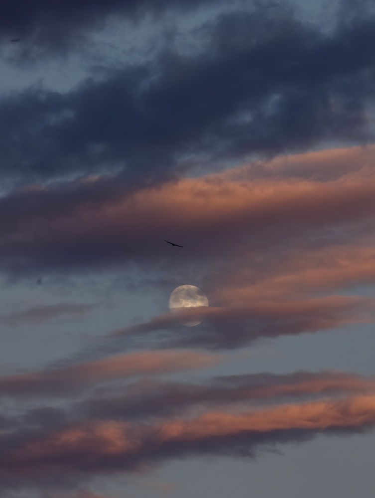 Photo 29959526