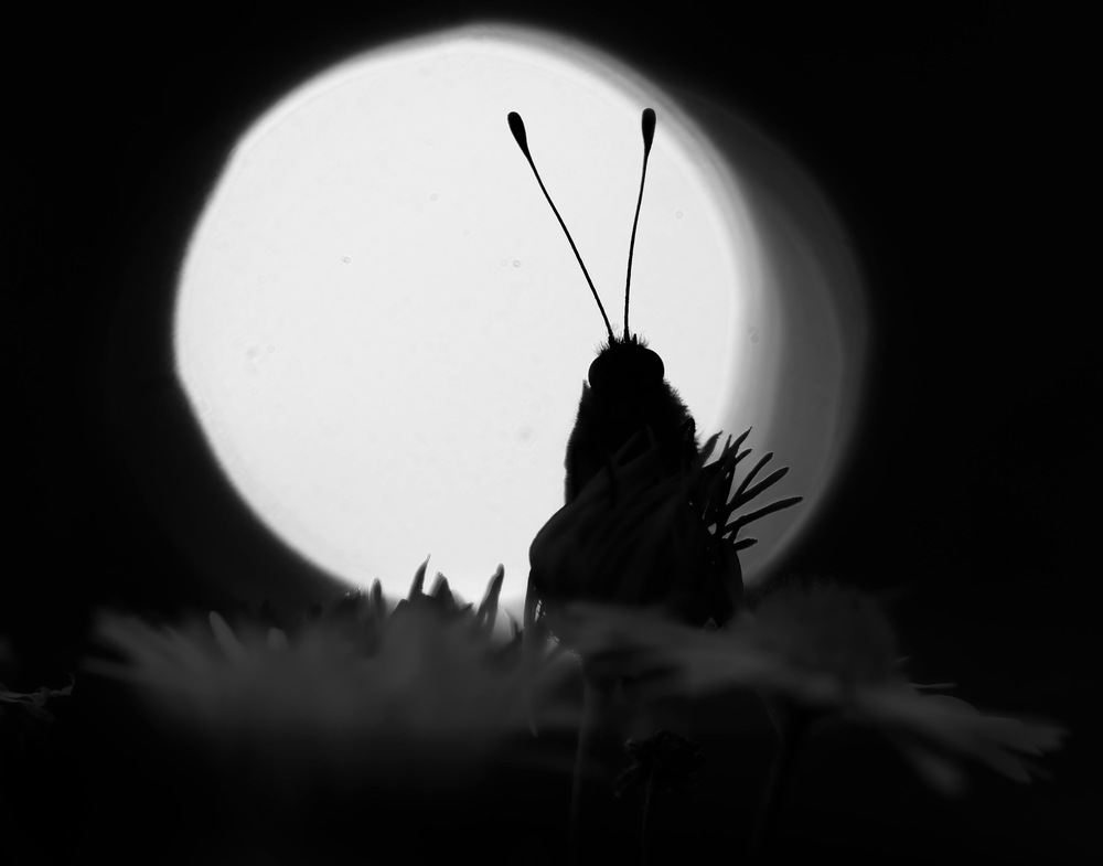 Photo 29959793