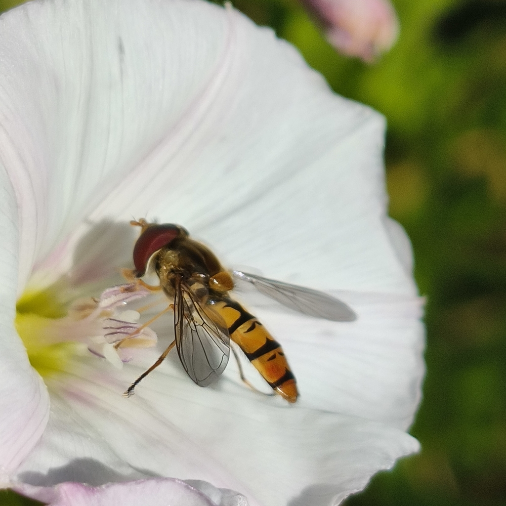 Photo 29959804