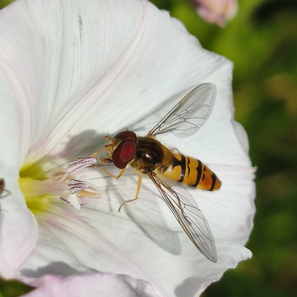 Photo 29959805