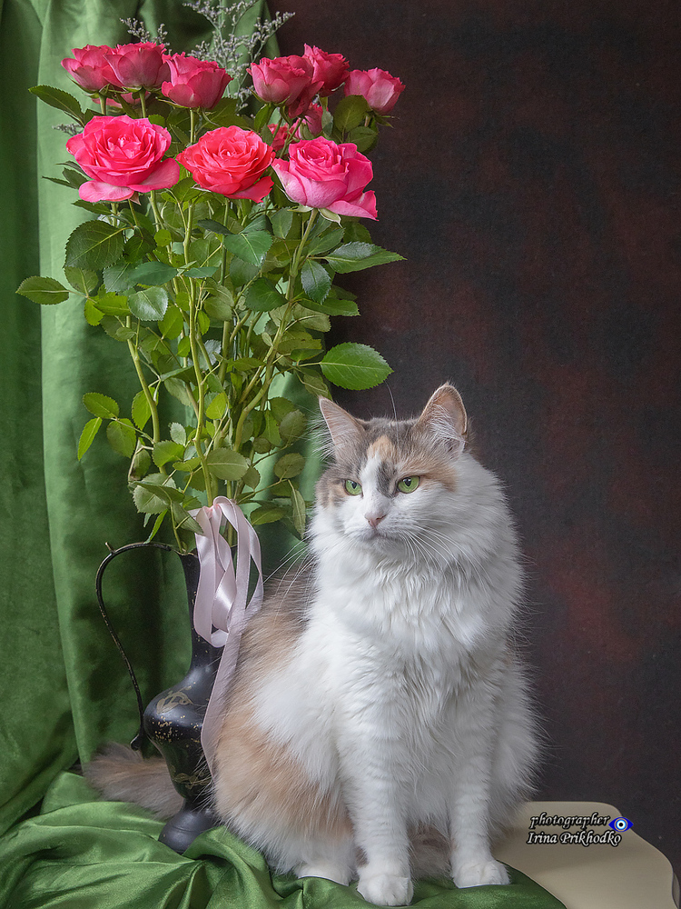 Котики и розы