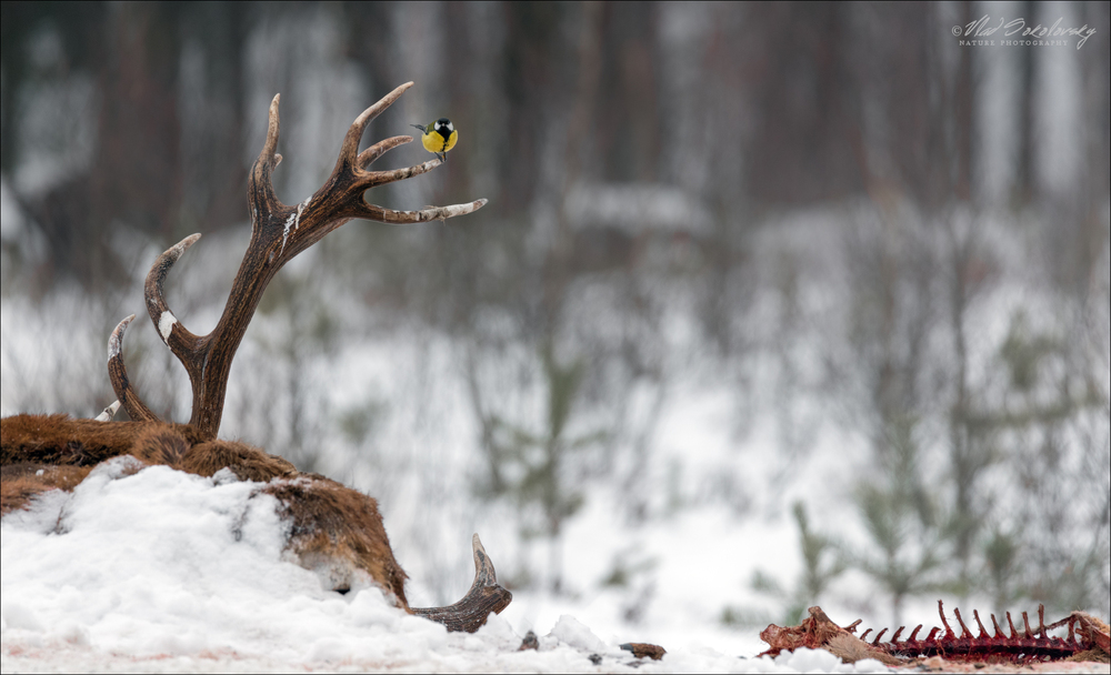 Вороньё