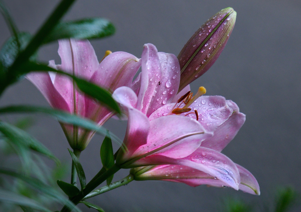 Photo 29960683