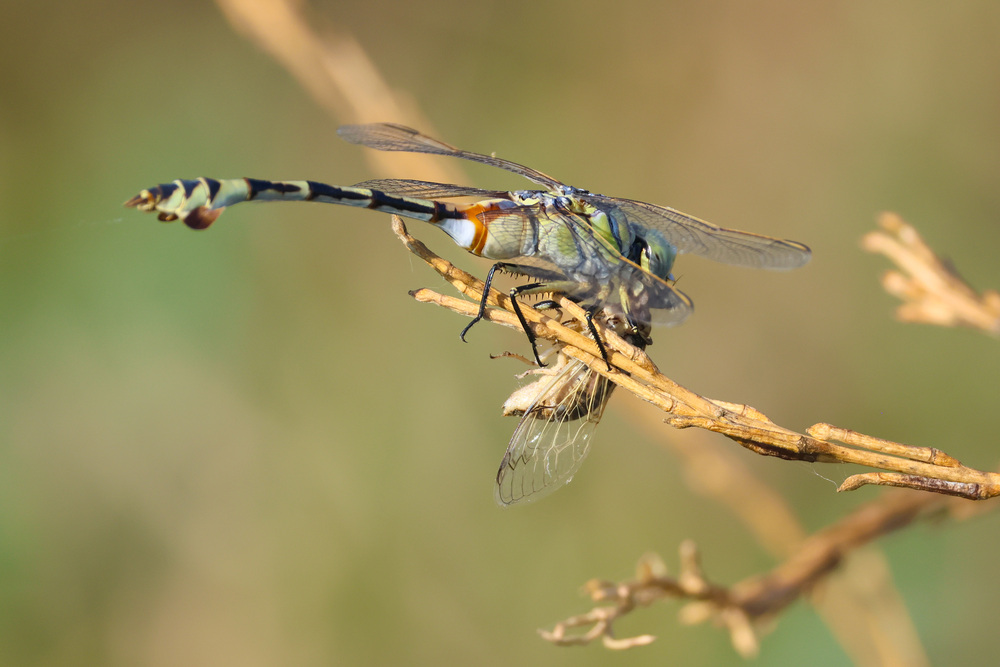 Стрекоза с добычей..