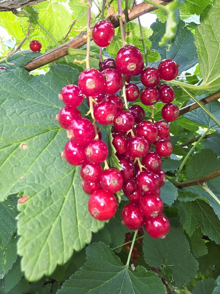 Photo 29960697