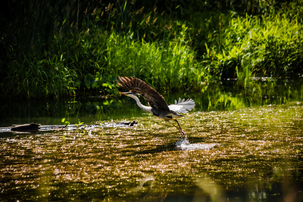 Photo 29960719