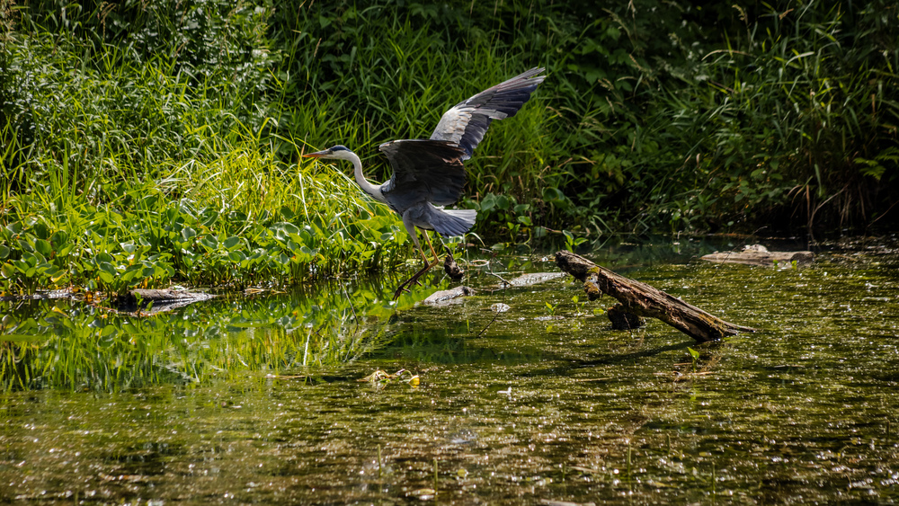 Photo 29960721