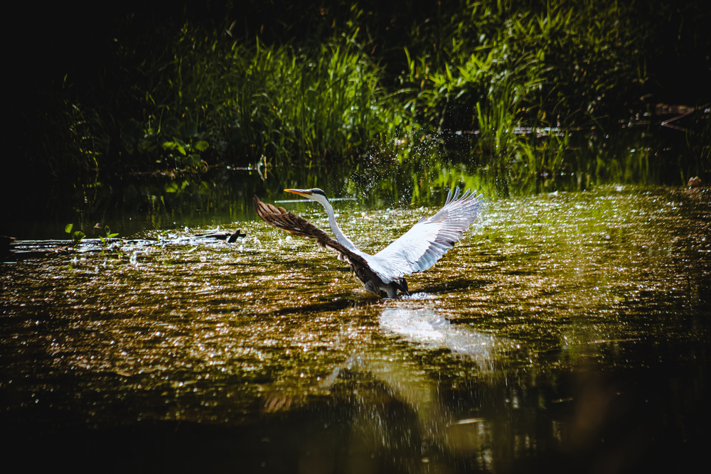 Photo 29960722