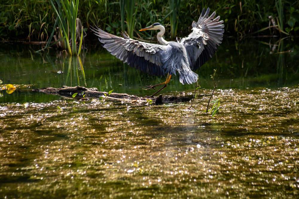 Photo 29960724