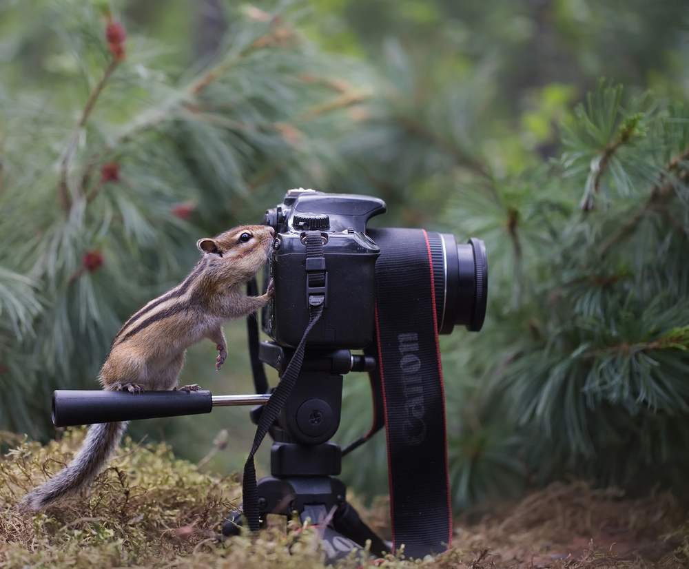 Рабочие будни фотографа