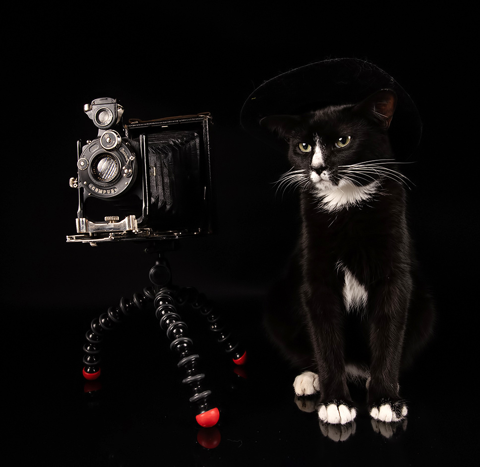 С Днём Фотографа и Удачи!  Black Kitten- Timka