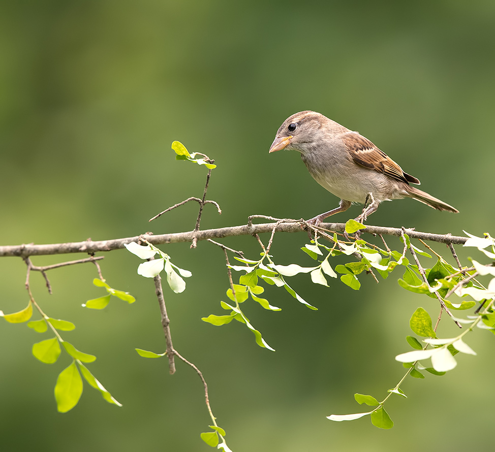 Sparrow  - Воробьиная семья
