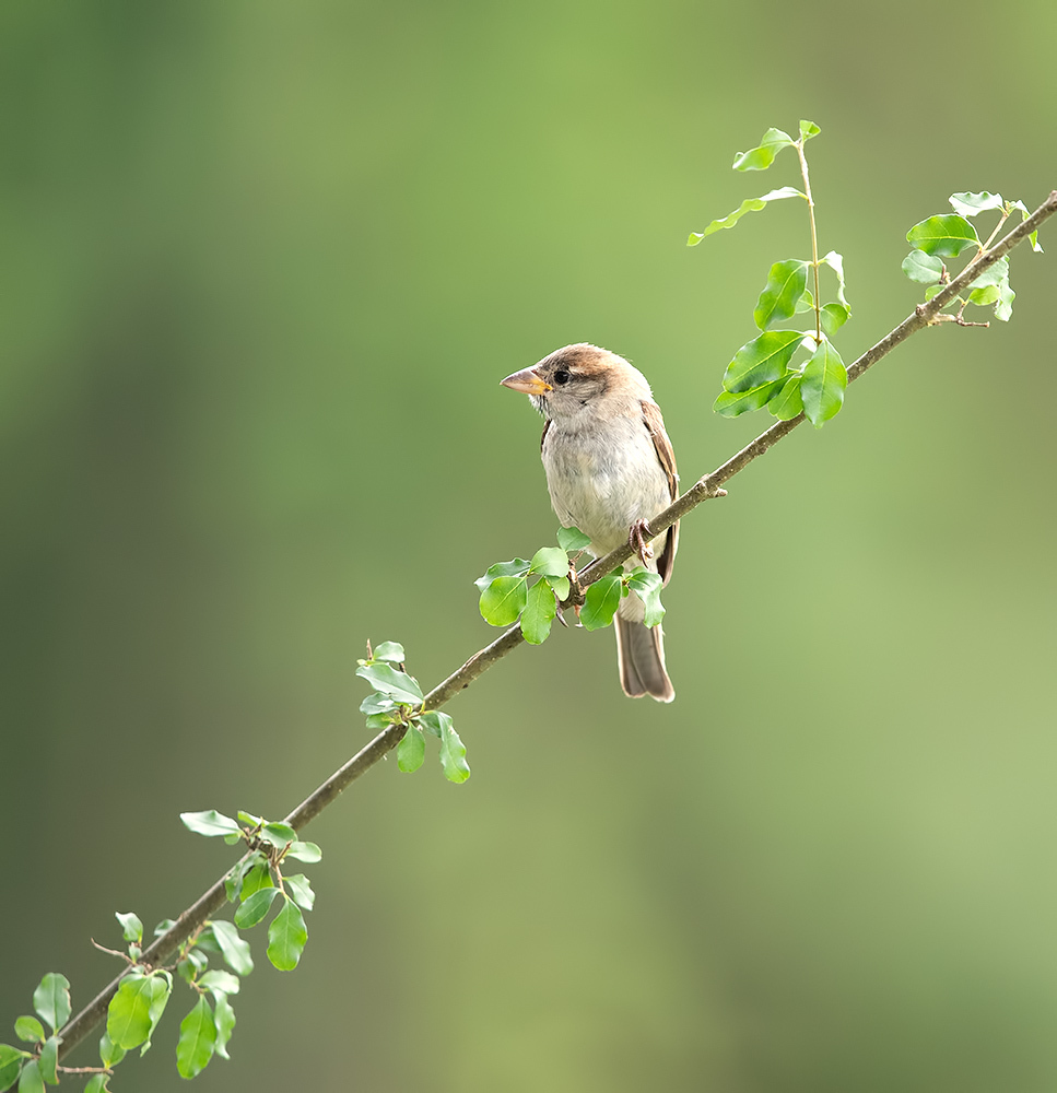 Sparrow  - Воробьиная семья