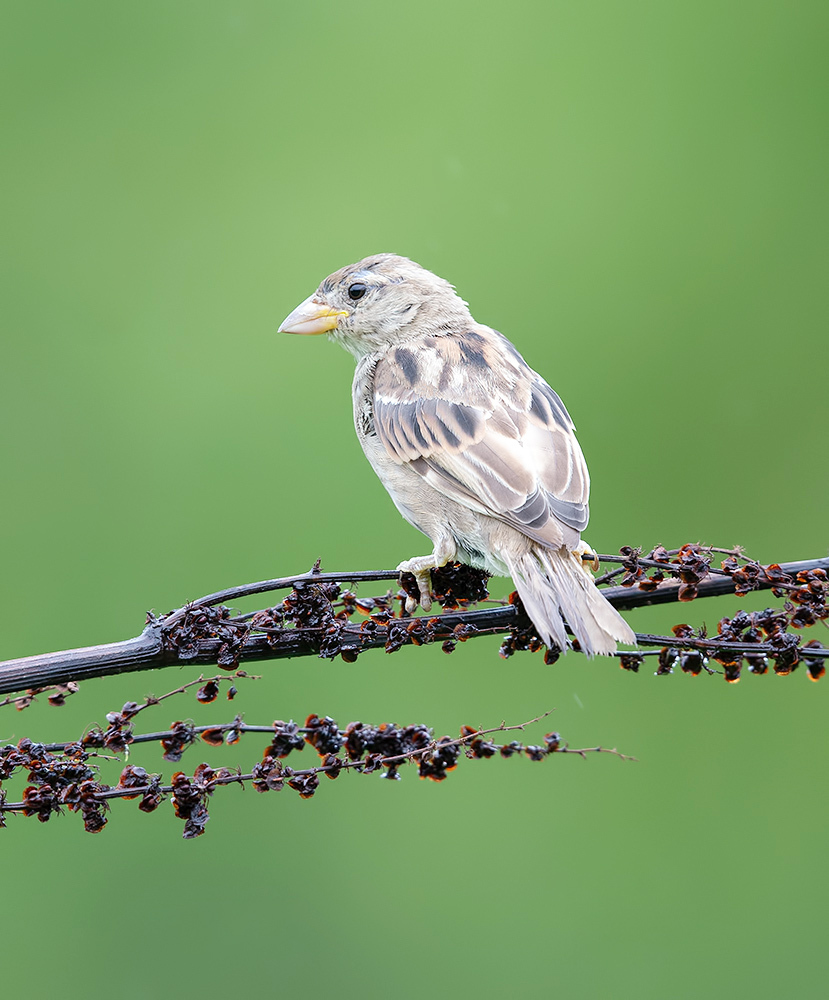 Sparrow  - Воробьиная семья