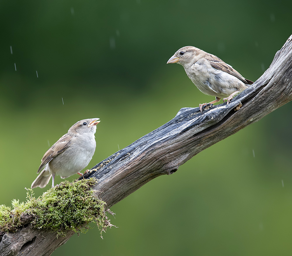Sparrow  - Воробьиная семья