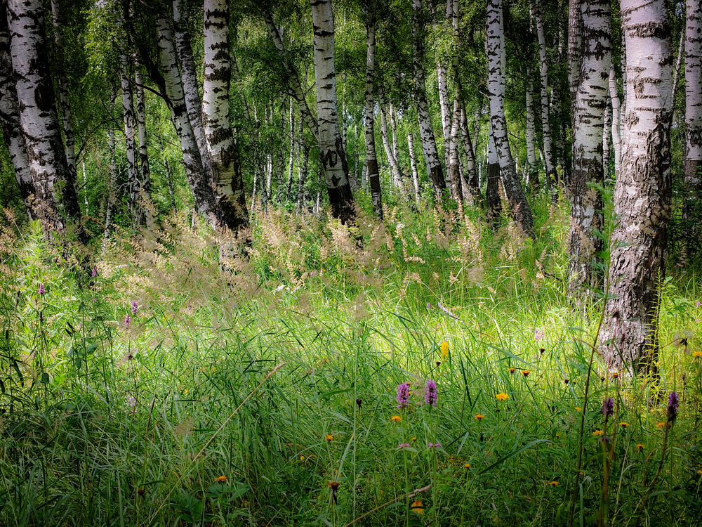 Photo 29961682
