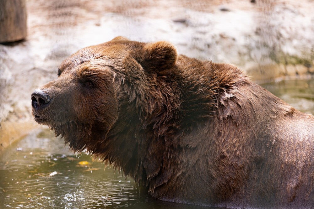 Живность Деда Мороза