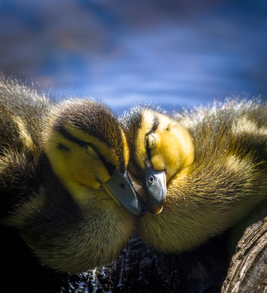 Photo 29961816