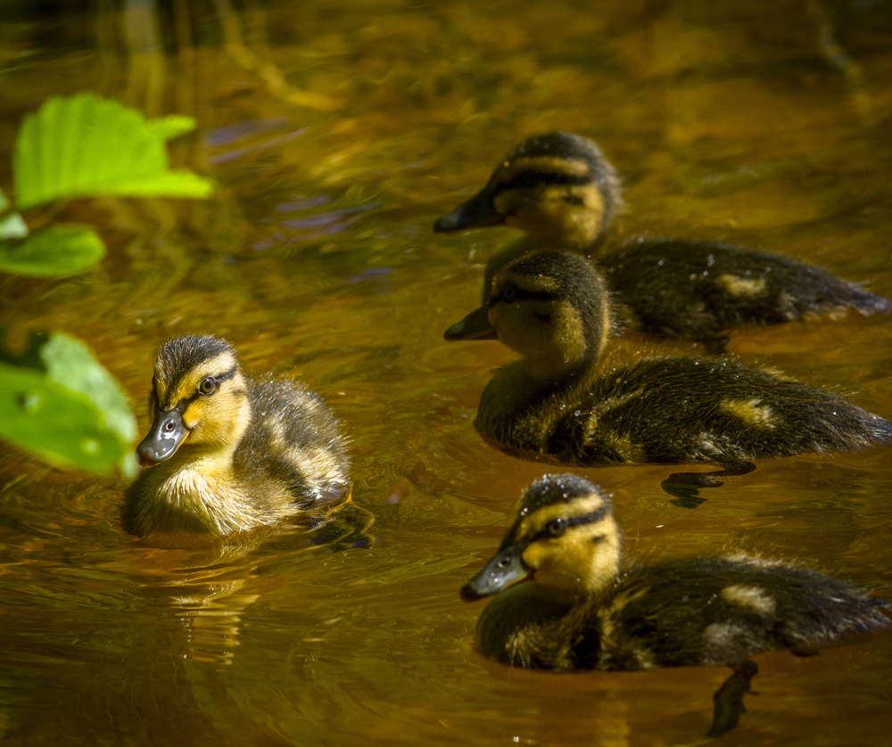 Photo 29961817