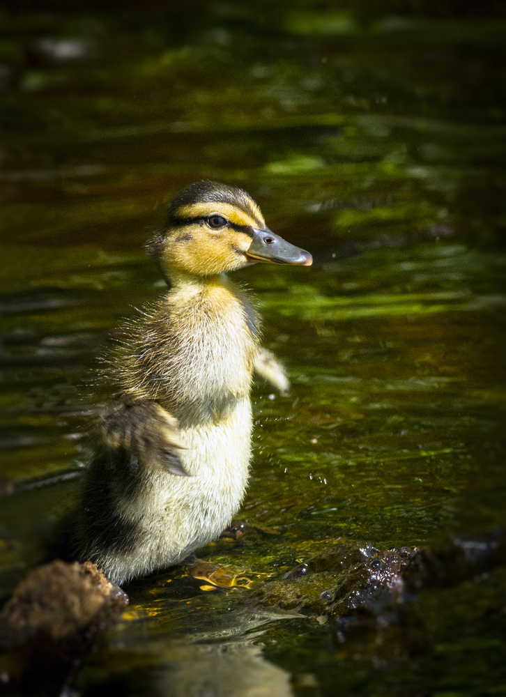 Photo 29961819