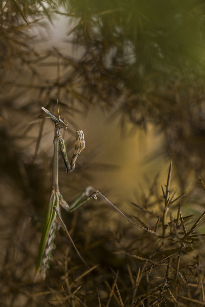 Empusa pennata