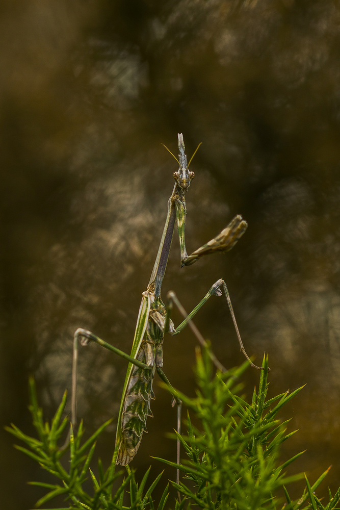 Empusa pennata