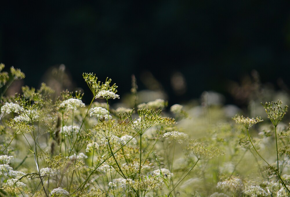 Photo 29962298