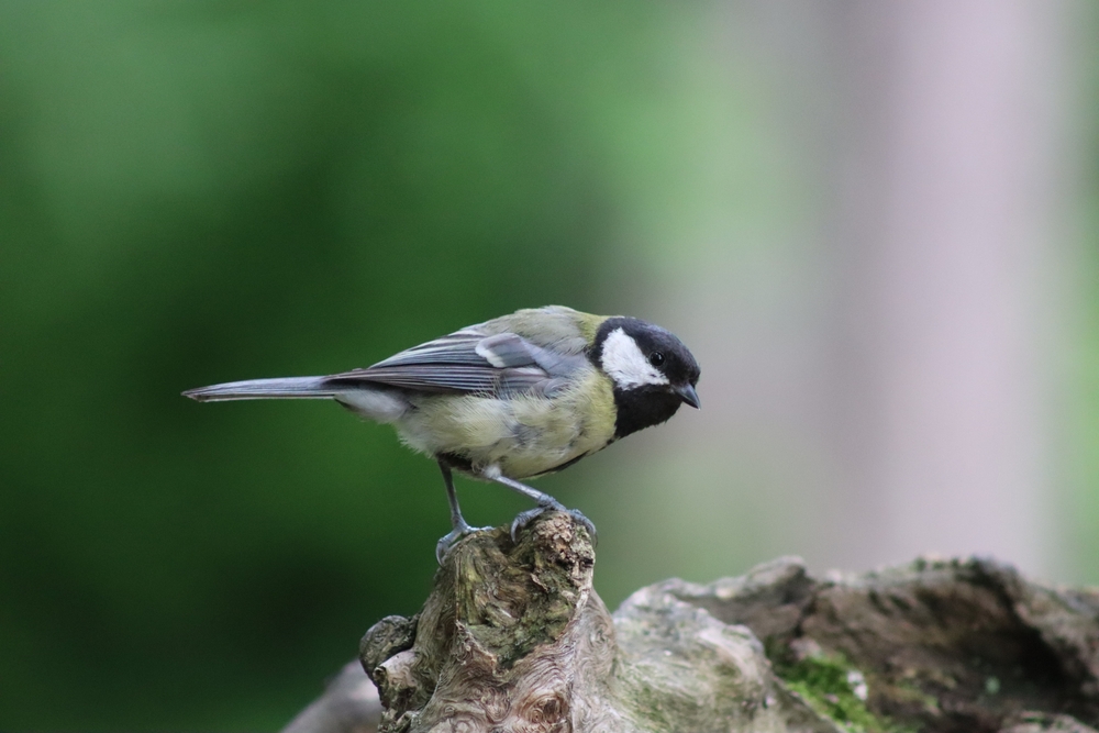 Photo 29962613