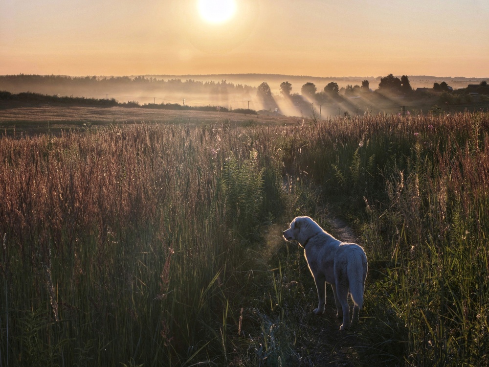 Photo 29963471