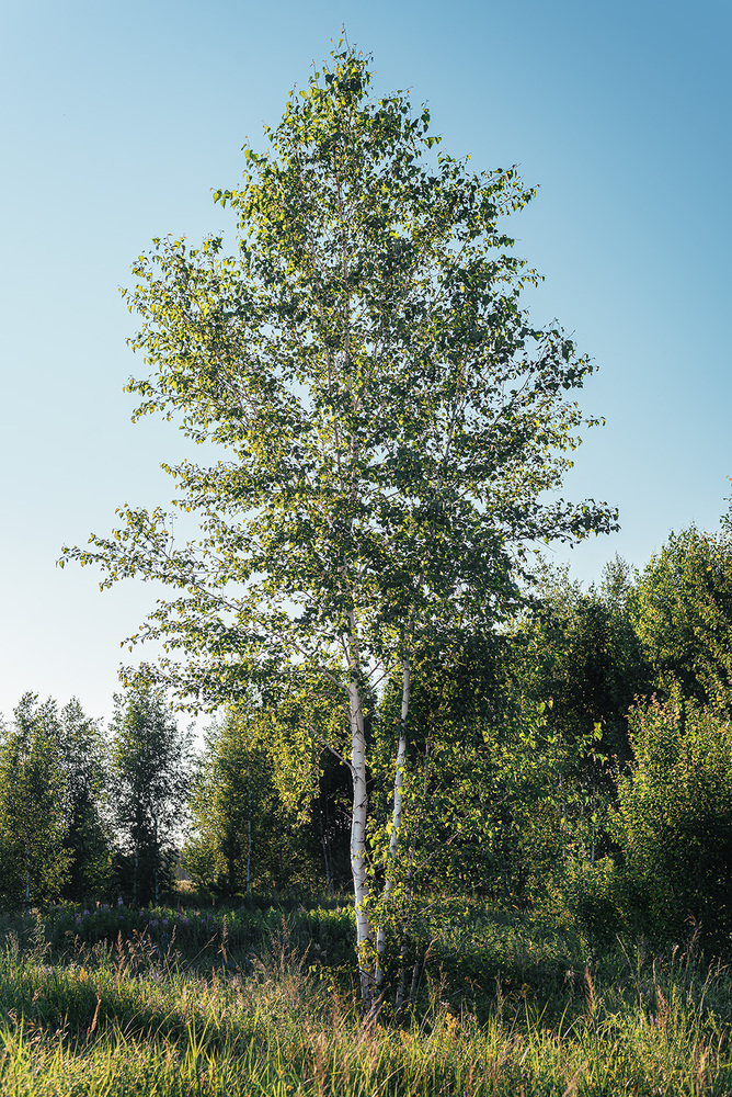 Photo 29964033