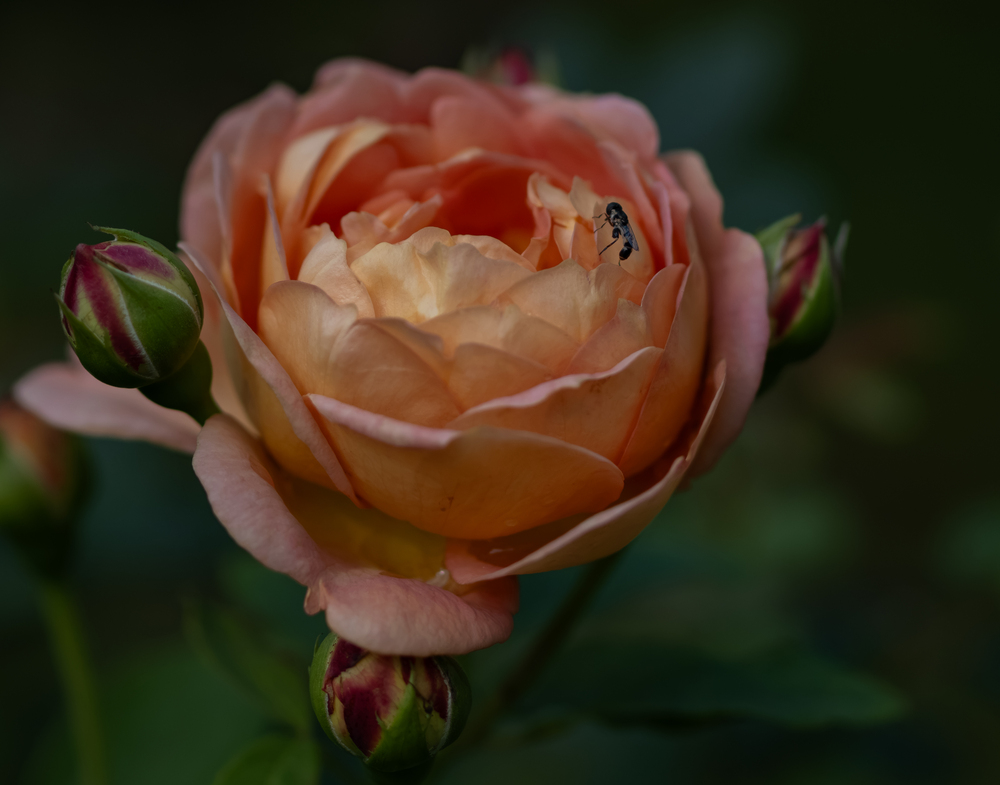 Photo 29964127