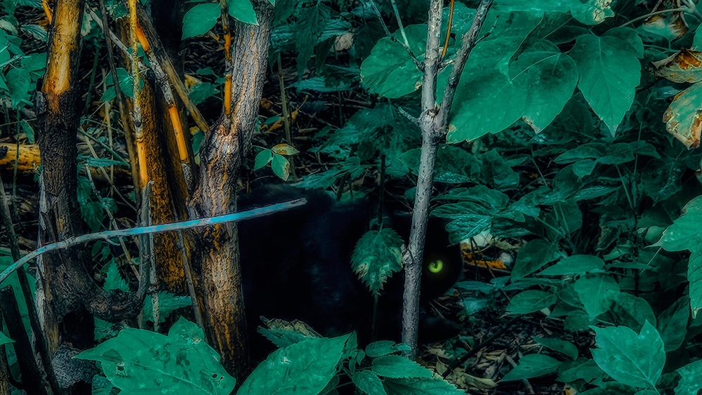 Photo 29964155