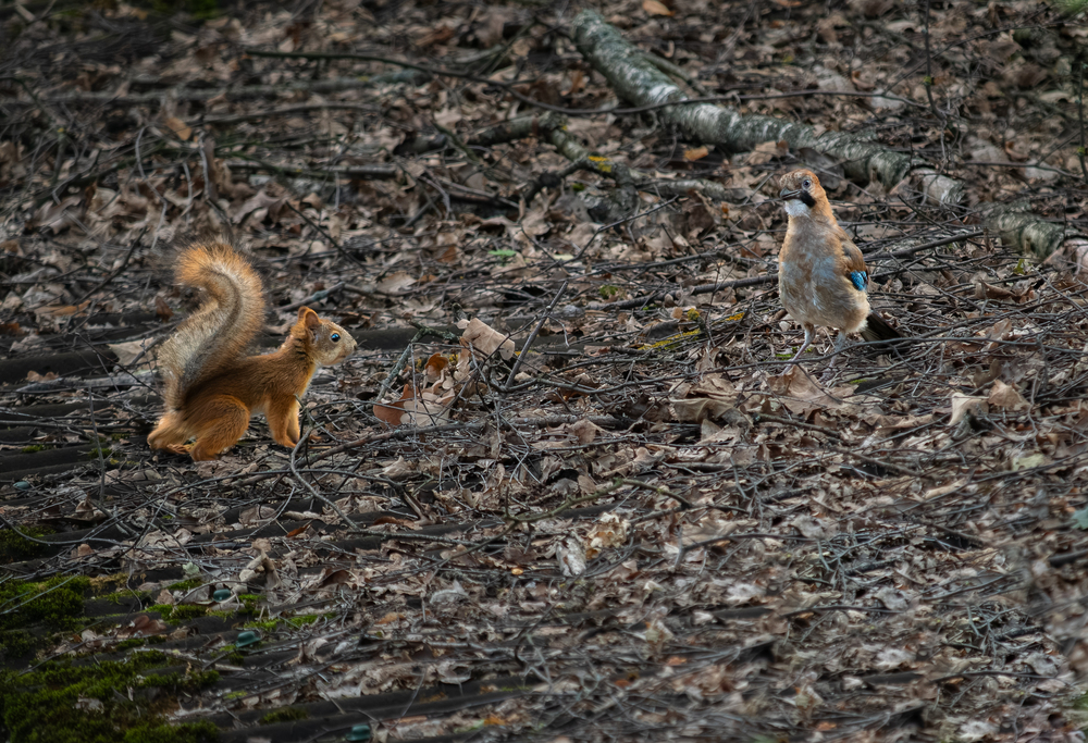 Photo 29964392