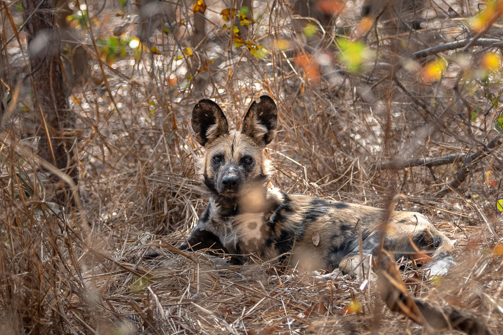 Скромные зарисовки по парку Хванге.