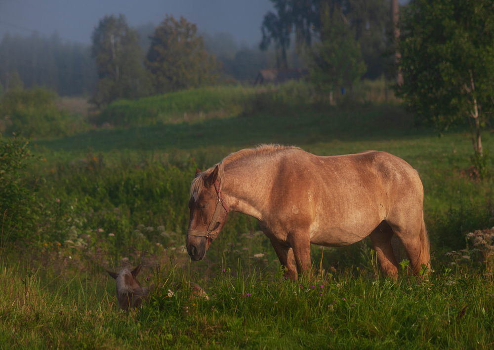 Photo 29964890