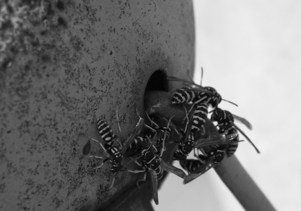 Photo 29965055