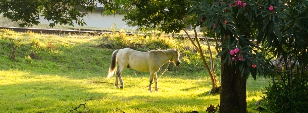 Nature photos