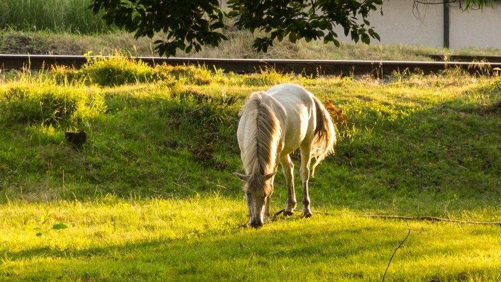 Nature photos