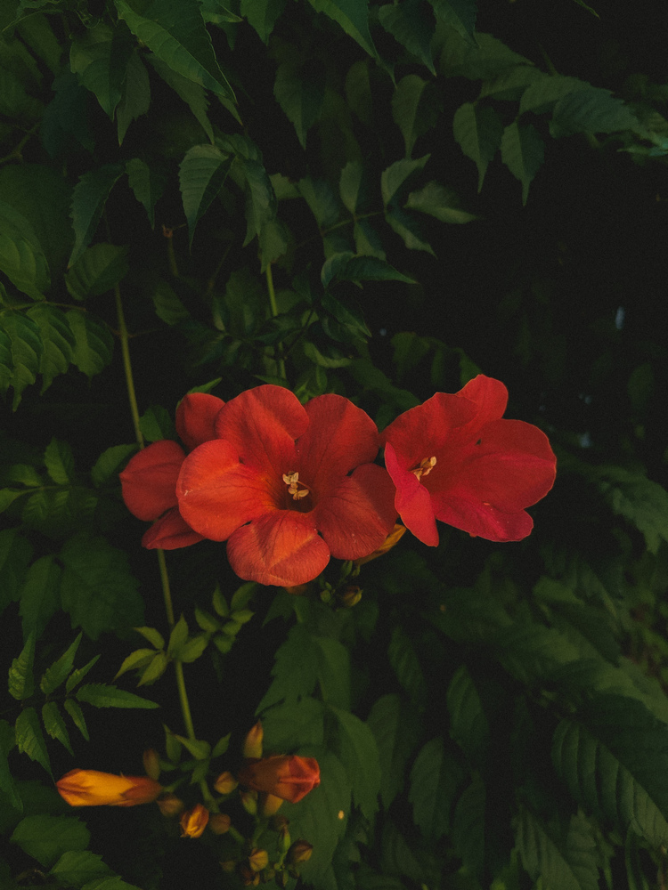 Nature photos