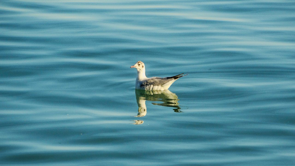 Nature photos