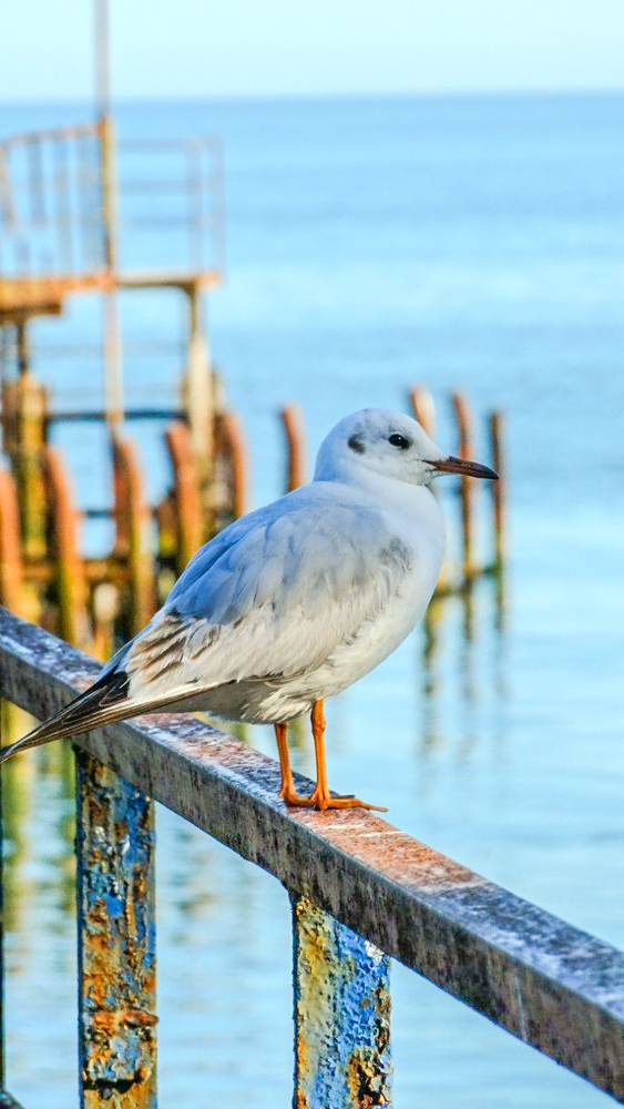 Nature photos